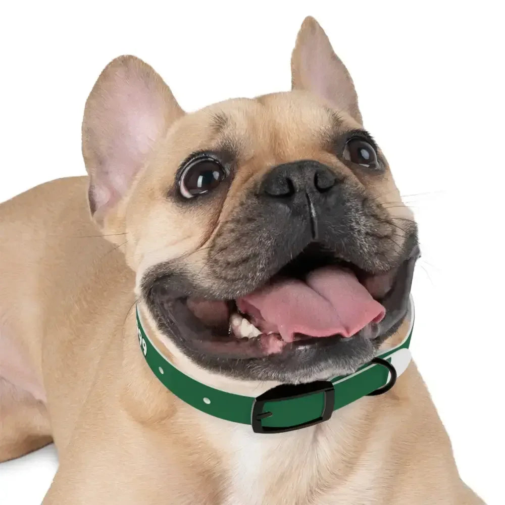 Personalized Pet Collar — Customize Dog Collars, Dog Accessories